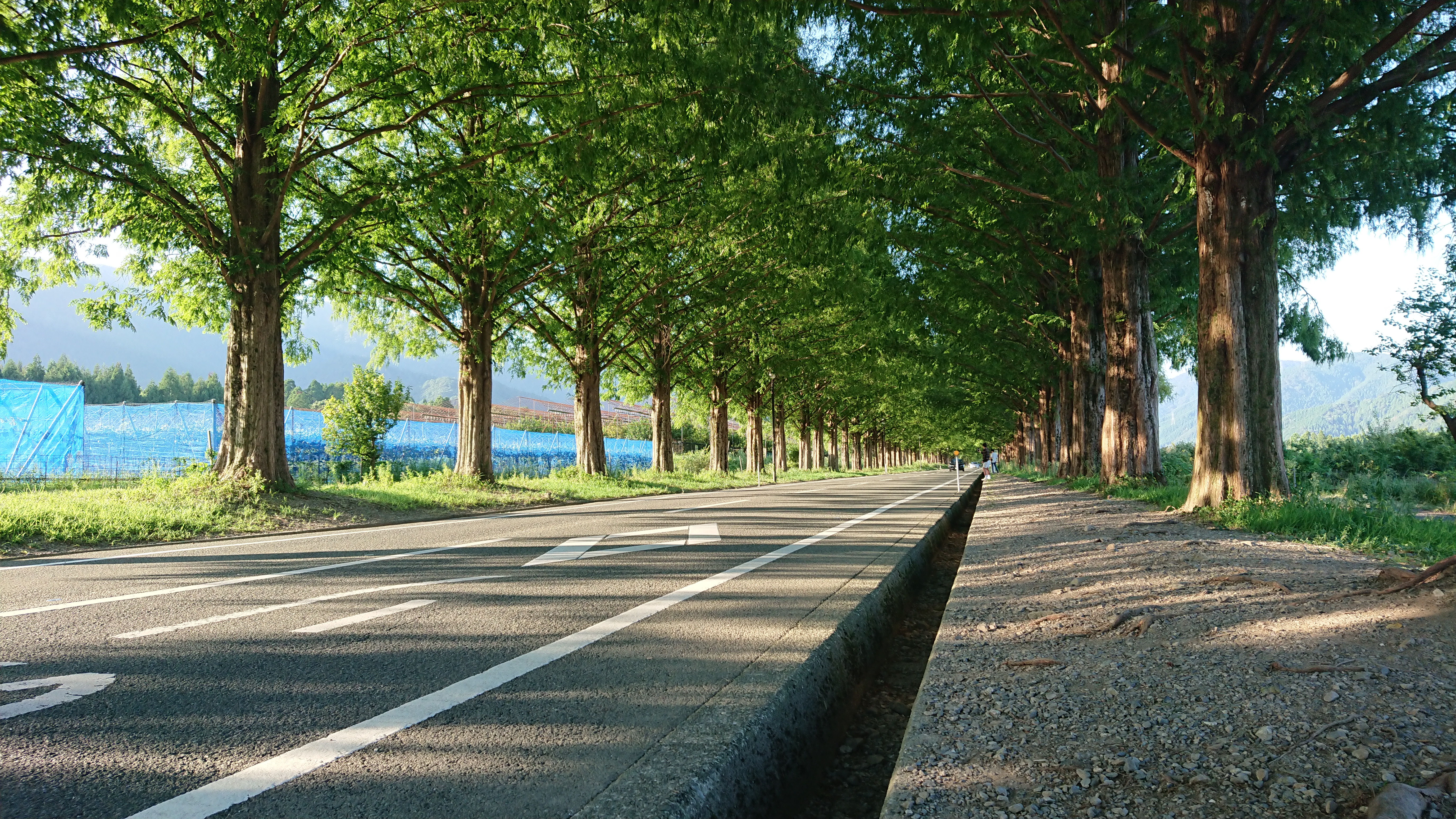 Metasequoia, Shiga (2019)