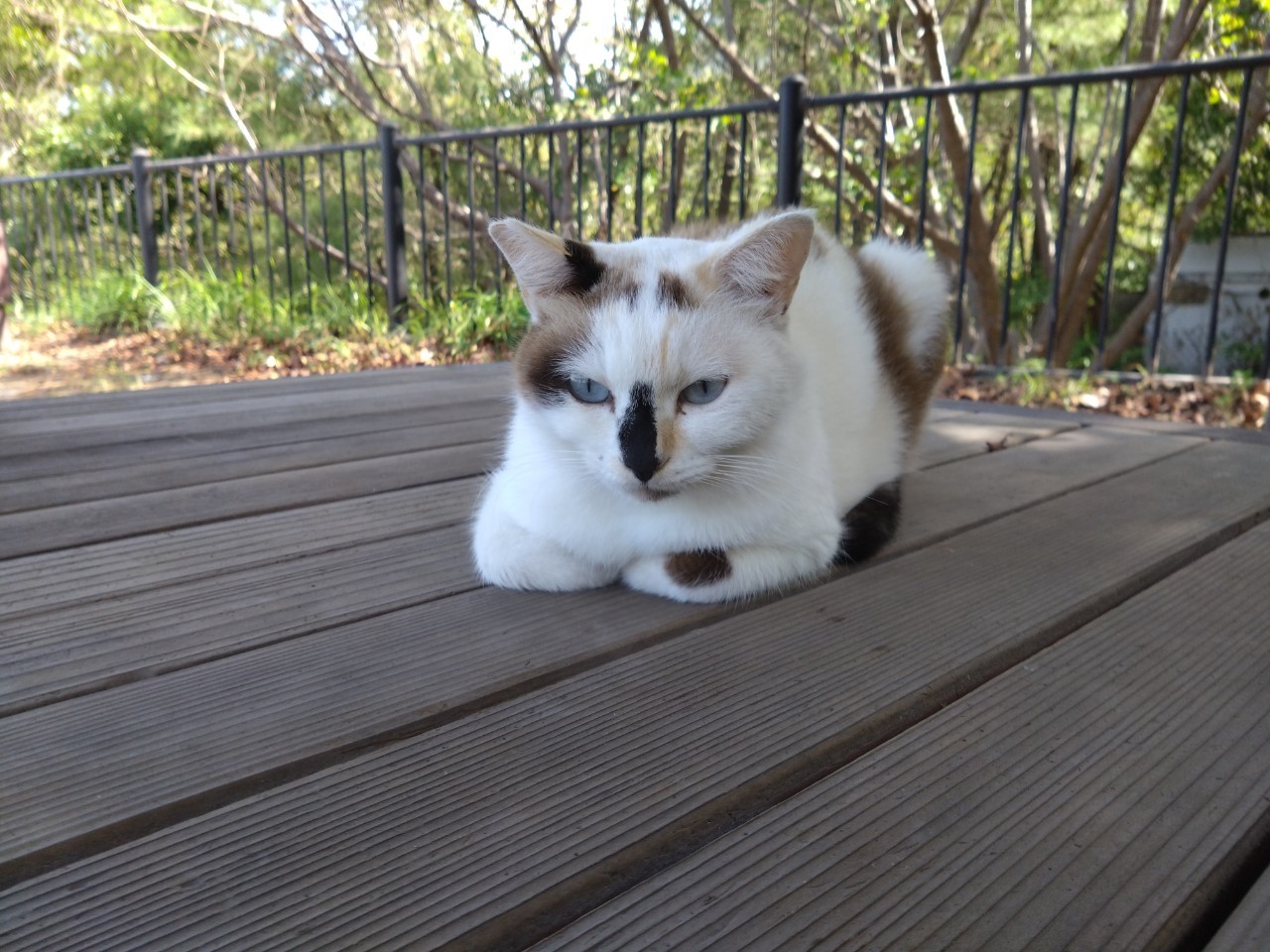 Cat at Ibusuki, Kagoshima (2024)